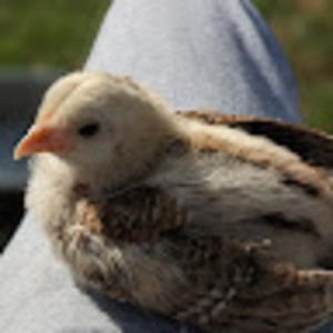 Meet your Posher, Giada